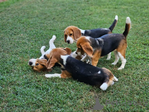 Foto №1.  - zum Verkauf in der Stadt Amstetten | 581€ | Ankündigung № 161138