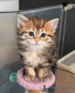 Foto №2 zu Ankündigung № 171551 zu verkaufen sibirische katze - einkaufen Finnland quotient 	ankündigung, züchter