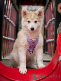 Foto №2 zu Ankündigung № 138830 zu verkaufen mischlingshund - einkaufen Russische Föderation 