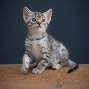 Foto №3. Ocicat-kissanpennut adoptoitavaksi. Finnland