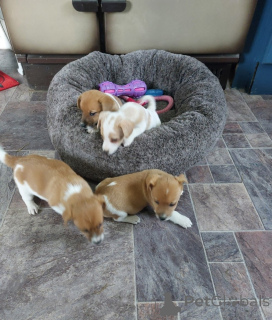 Foto №2 zu Ankündigung № 172855 zu verkaufen jack russell terrier - einkaufen Zypern quotient 	ankündigung