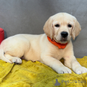Foto №1. labrador retriever - zum Verkauf in der Stadt Berlin | 600€ | Ankündigung № 173204