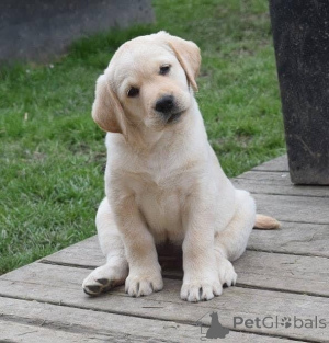 Foto №3. Gesunde und verspielte Labrador-Welpen für ein liebevolles Zuhause.. Deutschland