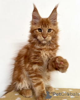 Foto №2 zu Ankündigung № 103865 zu verkaufen maine-coon-katze - einkaufen Deutschland 