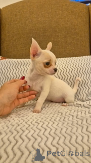 Foto №1.  - zum Verkauf in der Stadt Anaheim | Frei | Ankündigung № 164725