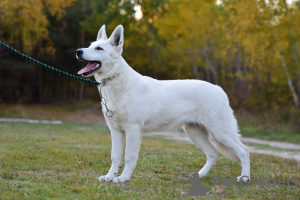 Foto №1. berger blanc suisse - zum Verkauf in der Stadt Frampol | 700€ | Ankündigung № 28714