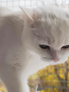 Foto №3. Snezhanna sucht ein Zuhause!. Russische Föderation