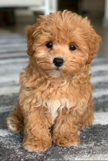 Foto №1. mischlingshund - zum Verkauf in der Stadt Tiflis | 669€ | Ankündigung № 146103