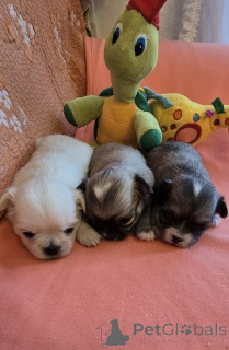 Foto №3. Chihuahua, wunderschöne Mini-Welpen. Serbien