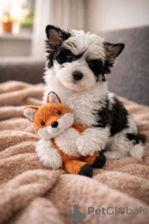 Foto №2 zu Ankündigung № 167365 zu verkaufen biewer terrier - einkaufen Finnland quotient 	ankündigung