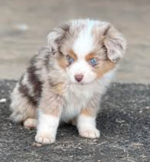 Foto №1. australian shepherd - zum Verkauf in der Stadt Stockholm | verhandelt | Ankündigung № 113212