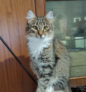 Foto №4. Ich werde verkaufen  in der Stadt Minsk.  - preis - Frei