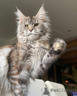 Foto №3. Mainecoon-Kätzchen. Großbritannien