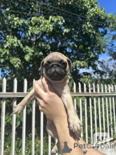 Foto №1. mops - zum Verkauf in der Stadt Brandenburg | verhandelt | Ankündigung № 164349