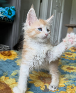 Foto №2 zu Ankündigung № 159301 zu verkaufen maine-coon-katze - einkaufen Belgien quotient 	ankündigung