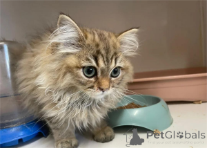 Foto №1. perserkatze - zum Verkauf in der Stadt Arrondissement de Berchtesgaden-Campagne | 350€ | Ankündigung № 153065