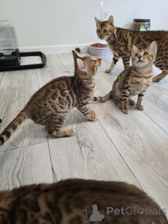Foto №1. bengal katzenrasse - zum Verkauf in der Stadt Anderlecht | verhandelt | Ankündigung № 160371