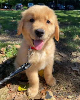 Zusätzliche Fotos: Gesunde, süße Golden Retriever-Welpen stehen jetzt zum Verkauf