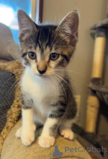Foto №2 zu Ankündigung № 172743 zu verkaufen american shorthair - einkaufen Belgien quotient 	ankündigung, züchter