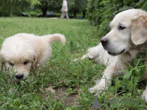 Zusätzliche Fotos: Golden Retriever-Welpen