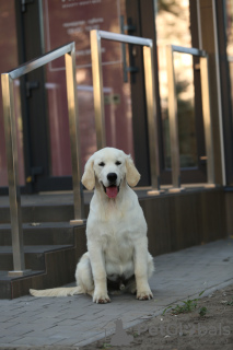 Foto №1. golden retriever - zum Verkauf in der Stadt Zaporizhia | 500€ | Ankündigung № 79014