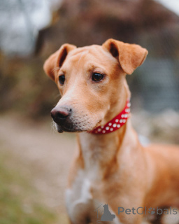 Foto №2 zu Ankündigung № 162509 zu verkaufen mischlingshund - einkaufen Russische Föderation quotient 	ankündigung