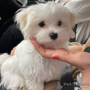 Foto №2 zu Ankündigung № 75197 zu verkaufen malteser - einkaufen Kanada züchter