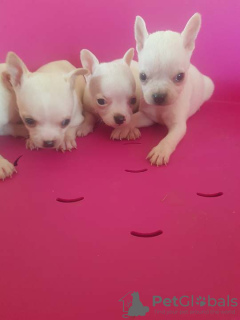 Foto №3. Extra Mini-Chihuahuas. Serbien