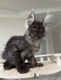 Foto №2 zu Ankündigung № 154636 zu verkaufen maine-coon-katze - einkaufen Deutschland züchter