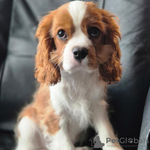 Foto №4. Ich werde verkaufen cavalier king charles spaniel in der Stadt Stavanger. quotient 	ankündigung, züchter - preis - 1800€