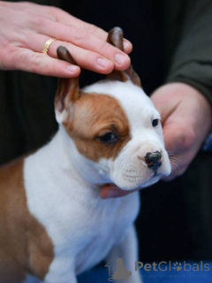 Foto №1. amerikanischer staffordshire terrier - zum Verkauf in der Stadt Belgrad | verhandelt | Ankündigung № 164475