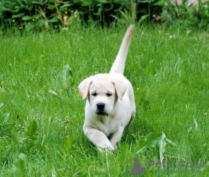 Foto №3. Labrador-Retriever-Welpen. Russische Föderation