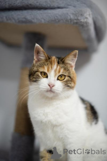 Foto №2 zu Ankündigung № 159490 zu verkaufen  - einkaufen Russische Föderation aus dem tierheim