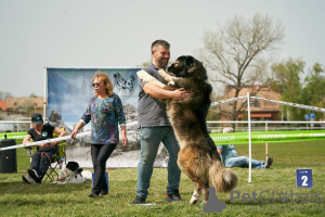 Zusätzliche Fotos: Kaukasische Schäferhundwelpen