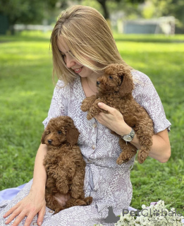 Foto №4. Ich werde verkaufen maltipu in der Stadt Zürich. züchter - preis - verhandelt