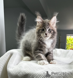 Foto №1. maine-coon-katze - zum Verkauf in der Stadt Штутгарт | 350€ | Ankündigung № 114531