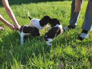 Foto №2 zu Ankündigung № 139236 zu verkaufen otterhund - einkaufen Serbien 
