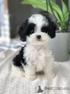 Foto №2 zu Ankündigung № 166763 zu verkaufen maltipu - einkaufen Frankreich quotient 	ankündigung, züchter