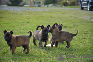 Foto №4. Ich werde verkaufen belgischer schäferhund in der Stadt Janczyce. quotient 	ankündigung - preis - verhandelt