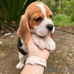 Foto №2 zu Ankündigung № 128474 zu verkaufen beagle - einkaufen Deutschland quotient 	ankündigung