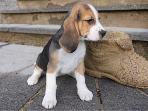 Foto №1. beagle - zum Verkauf in der Stadt Подгорица | verhandelt | Ankündigung № 124340