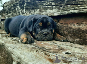 Foto №1. englische bulldogge - zum Verkauf in der Stadt Belgrad | verhandelt | Ankündigung № 105214