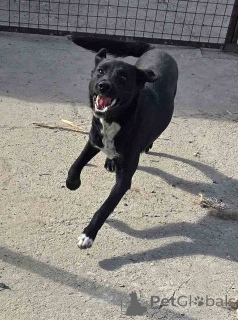 Foto №1. mischlingshund - zum Verkauf in der Stadt Beška | Frei | Ankündigung № 157353