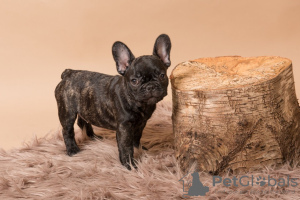 Foto №3. Selbsterzogene Französische Bulldogge jetzt verfügbar. Deutschland