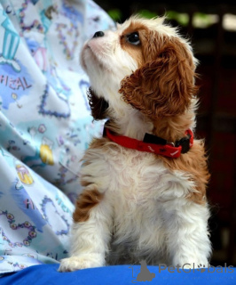 Foto №3. Cavalier King Charles Spaniel Blenheim und Tricolor. Serbien
