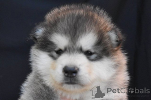 Foto №1. alaskan malamute - zum Verkauf in der Stadt Šid | verhandelt | Ankündigung № 173140