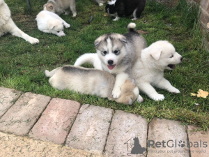 Foto №4. Ich werde verkaufen siberian husky in der Stadt Mainz. quotient 	ankündigung, züchter - preis - 350€