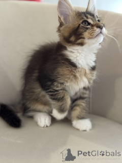 Foto №3. LOOF Maine-Coon-Kätzchen. Monaco
