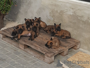 Foto №1. belgischer schäferhund - zum Verkauf in der Stadt Odessa | 826€ | Ankündigung № 9157