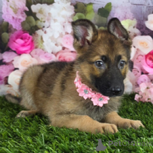 Foto №3. Nancy Deutscher Schäferhund, 10 Wochen alt, bereit, nach Hause zu gehen. USA